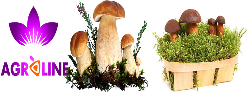 25 Yıllık Tecrübe<br>Uzman Ziraat Desteği